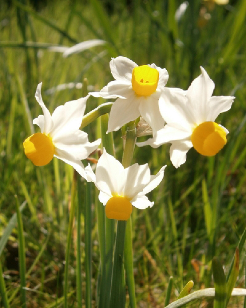  miniatuurnarcissen zijn perfect voor rotstuinen